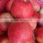 red color crispy fuji apples on sale fresh qinguan apples in cold storage