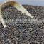 High Quality raw Buckwheat price