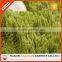 star products online sale carpet