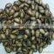 Black watermelon seeds 2014 new crop