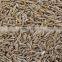 CUMIN SEED MACHIN CLEAN