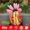 Manufacture Supply Chinese LQ Organic Walnut Kernels and red jujube