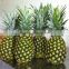 FRESH PINEAPPLE BG SIZE from viet nam