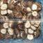 Fresh IQF shiitake mushroom