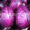 Fresh Purple Cabbage/price for Red Cabbage
