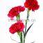 Fresh cut carnation flower