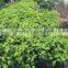 Grafted passion fruit tree seedlings
