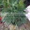 Rhapis excelsa