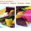 dehydrated vegetables chips