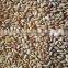 JSX gold supplier type sugar beans organic and common export split wholesale price best pinto beans