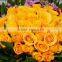 Hot selling beautiful rose flowers fresh cut rose flowers