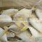 golden pomfret quality good