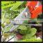 SC298 7-1/4" Hot-sell grape plant scissors