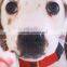 Custom Full Screen Printing Fleece Thermal Throw Carpet For Dogs