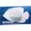 100% Natural Fish Collagen Peptide, Hydrolyzed, Food Grade, Completely Water Soluble, Under 1000 Dal, HALAL Certified