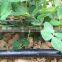 Farm land irrigation pe drip tube/farm land irrigation pe drip tape