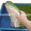 High Quality Plastic hydroponic fodder trays for wheat grass bean barley garlic growing