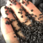 very clean granular activated carbon 4x8mesh free dust for industrial air filtration