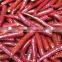 IQF frozen chilli/BQF chilli paste with BRC certificate