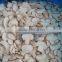 frozen champignon mushroom slice