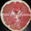 Fresh Red Pulp Honey Pomelo