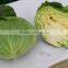 Fresh Flat Cabbage/green Cabbage/round Cabbage for Export