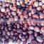 bulk chestnut edible with high quality