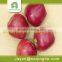 red star apple fresh fruit suppliers from china