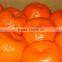 Fresh Mandarin ( Calamantine ) From Egypt