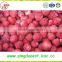 supply Bulk best quality Frozen IQF strawberry