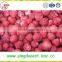 Hot sale fresh frozen IQF strawberry products