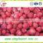 Export bulk Hot sale frozen IQF fresh strawberry