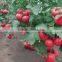 2016 High quality High yield Tomato seeds for growing- Tian Rui No.3