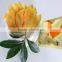 ISO & HACCP Dried Cantaloupe Slice dried fruit
