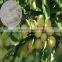 supply agricultral grade 21.5% Zn fertilizer Zinc Sulphate