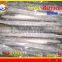 FROZEN WHOLE ROUND BARRACUDA FISH