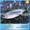 New Coming Wholesale Seafood Skipjack Tuna Fish