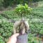 Ginseng ficus indoor bonsai wholesale