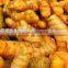 Turmeric Oil