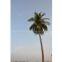 Coconut tree tower