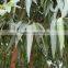 Free Sample Pure Natrural Eucalyptus Oil Extract Bulk Gmp With Best Price for Wholesale