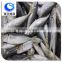 wholesale fishing frozen horse mackerel price
