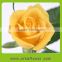 Diversified in packaging top sell rose flower hot selling on market