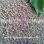 high quality perilla seed on hot sale