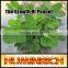 FAQ 5--Peanut's Germination Process