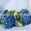 Whole Sale High Quality Hydrangea Flower From Farm Directly