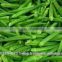 Fresh indian vegetables exporter