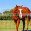 Horse Fence, 72 in. x 100 ft.used fences for horses