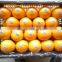 Market Cheap Price of Navel Orange Fruit