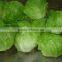 Hot sale Fresh lettuce/Green lettuce/iceberg lettuce